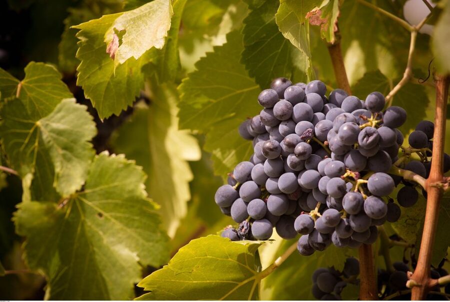 Avignon: Full-Day Wine Tour around Châteauneuf-du-Pape - What the guides add to the day