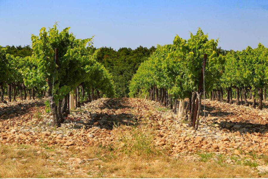 Avignon: Full-Day Wine Tour around Châteauneuf-du-Pape - How the day suits different interests