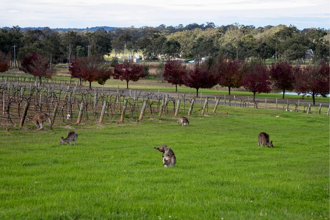 Award-Winning Hunter Valley Wine & Cheese Tour from Sydney - Kangaroos among the vines