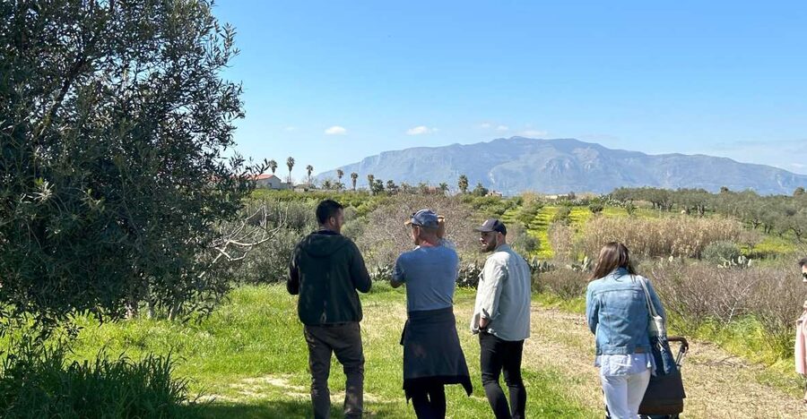 Balestrate: Olive Grove Tour with Wines & Olive Oil Tasting - Why the family home matters more than a standard tasting room