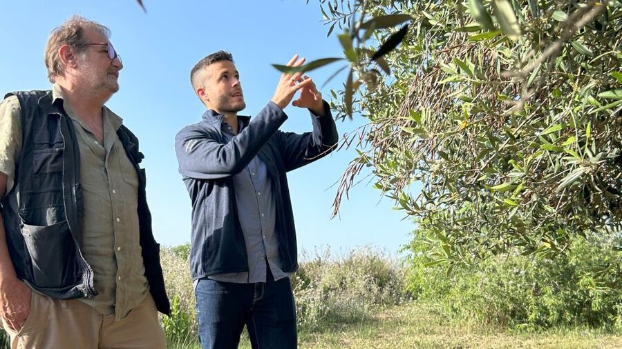 Balestrate: Olive Grove Tour with Wines & Olive Oil Tasting - The 45-minute walk through the Balestrate olive grove