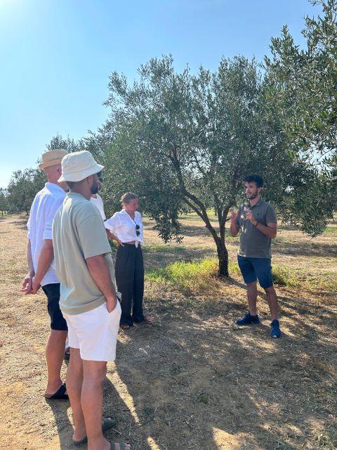 Balestrate: Olive Grove Tour with Wines & Olive Oil Tasting - Booking details worth knowing