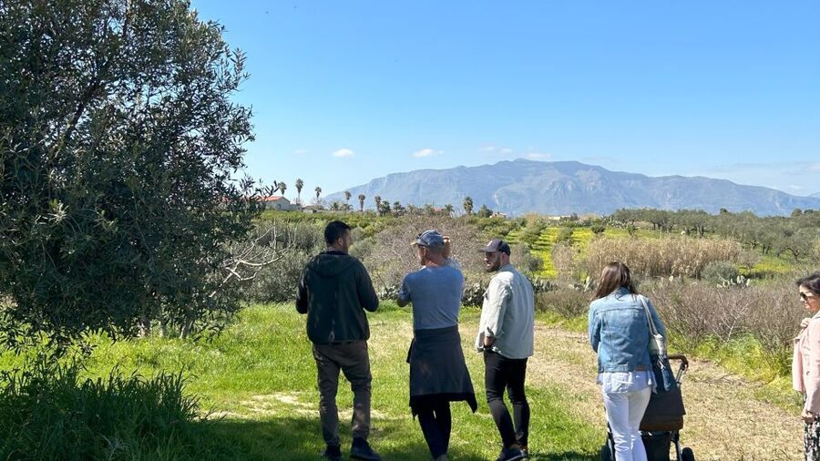 Balestrate: Olive Grove Tour with Wines & Olive Oil Tasting - Francesco’s teaching style and the olive oil lesson