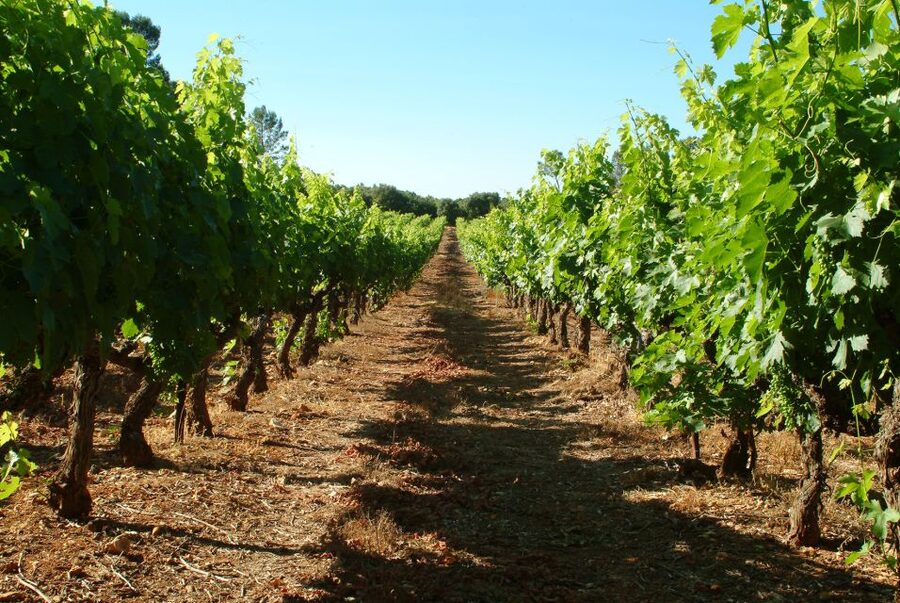 Bandol and Cassis: Full Day Wine Tour from Marseille - Key points to know before you book
