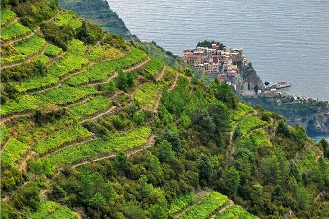 BarCa Winery Cinqueterre Trekking & Wine Tasting & Pesto Class - Why the vineyard setting matters