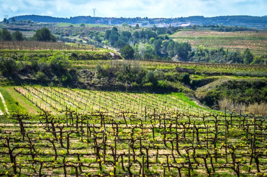 Barcelona: Guided Half-Day Wine and Electric Bike Tour - Who will enjoy this tour most
