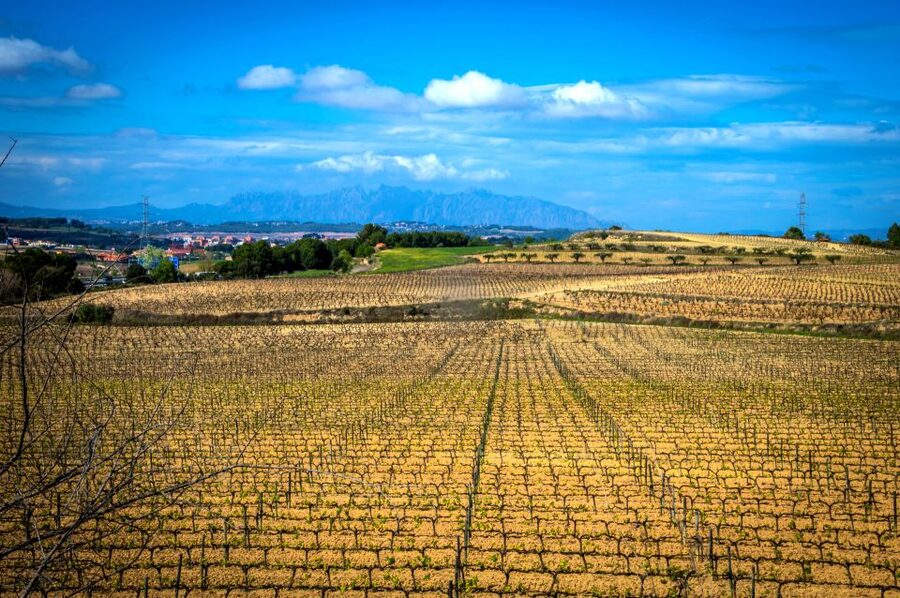 Barcelona: Guided Half-Day Wine and Electric Bike Tour - Why Penedès is the right setting for a wine bike tour
