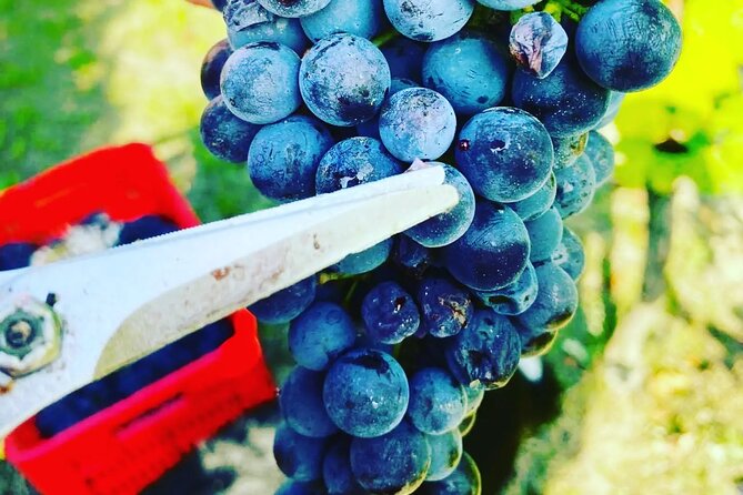 Barolo&Barbaresco Wine Experience with a Local Winemaker / Milano - Barolo: cellar work behind the famous name