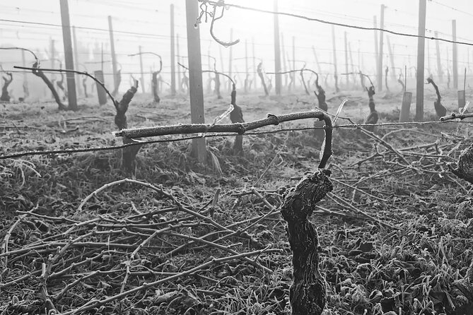 Barolo&Barbaresco Wine Experience with a Local Winemaker / Milano - La Morra and the views above the vineyards