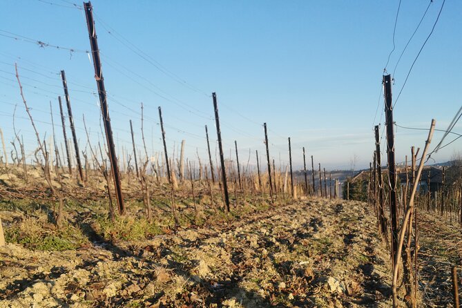 Barolo&Barbaresco Wine Experience with a Local Winemaker / Milano - A traditional lunch in the middle of the day