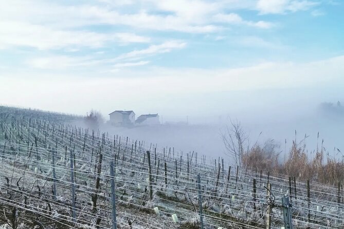 Barolo&Barbaresco Wine Experience with a Local Winemaker / Milano - Castagnole delle Lanze and the local side of Piedmont