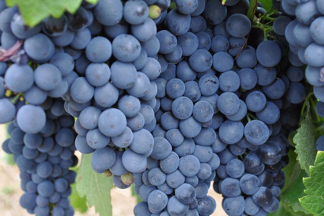 Barossa and Hahndorf Wine Tasting and Sightseeing Tour - Chocolate and cheese in the Adelaide Hills