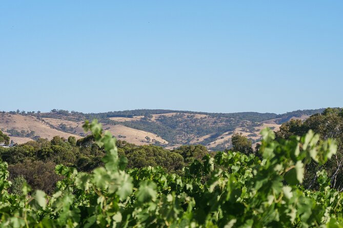 Barossa Bespoke Tours-A private, wine tour to the Barossa Valley - From Adelaide at 9:00 am to the Barossa Valley