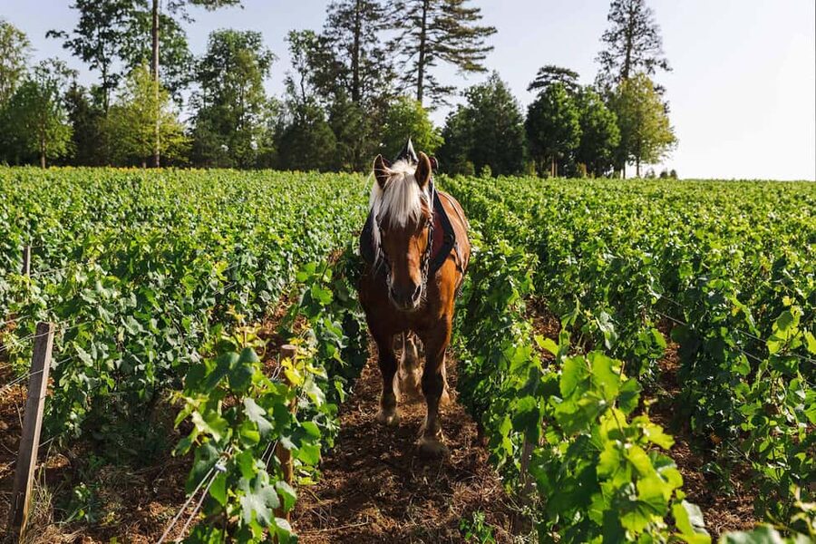 Beaune: Wine Tasting at Château de Pommard - Key points to know before you book