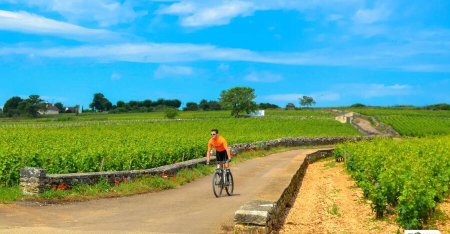 Beaune: Winery Tour by Bike with Wine Tasting - Key points to know before booking