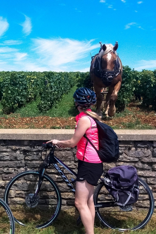 Beaune: Winery Tour by Bike with Wine Tasting - What you get for $94