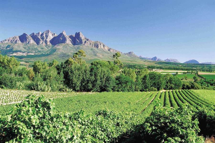 Best of the Cape Peninsula & Wine Route with Wine Tasting - One day, two sides of the Cape