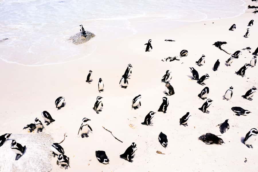 Best of the Cape Peninsula & Wine Route with Wine Tasting - Starting around Cape Town