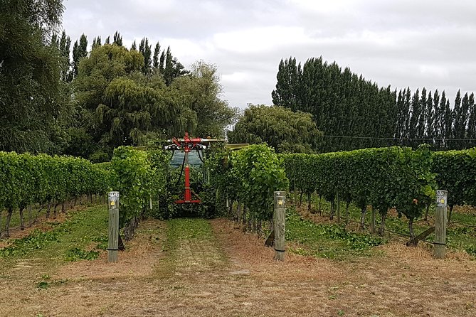 Beyond the Vines - Full-Day Marlborough Wine Tasting Tour - Vineyard scenery and the missing behind-the-scenes element