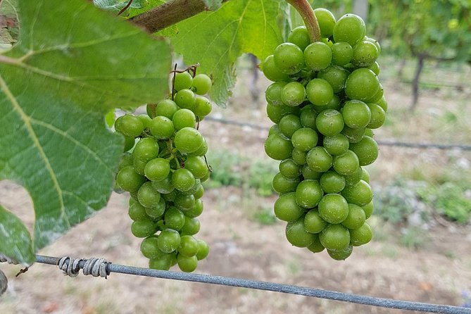 Beyond the Vines - Full-Day Marlborough Wine Tasting Tour - Is the $136.53 price good value?