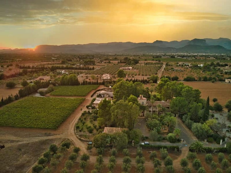 Binissalem: Individual vineyard tour and wine tasting in German - Why Binissalem is a smart place for a wine visit