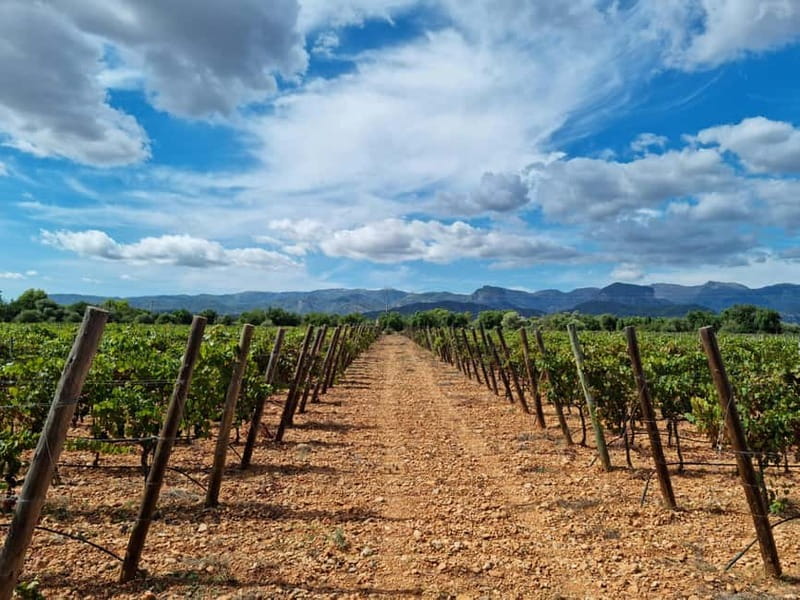 Binissalem: Individual vineyard tour and wine tasting in German - Walking through the vines with a glass nearby