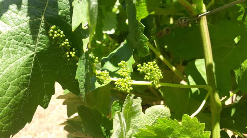 Binissalem: Individual vineyard tour and wine tasting in German - German language is the key booking decision