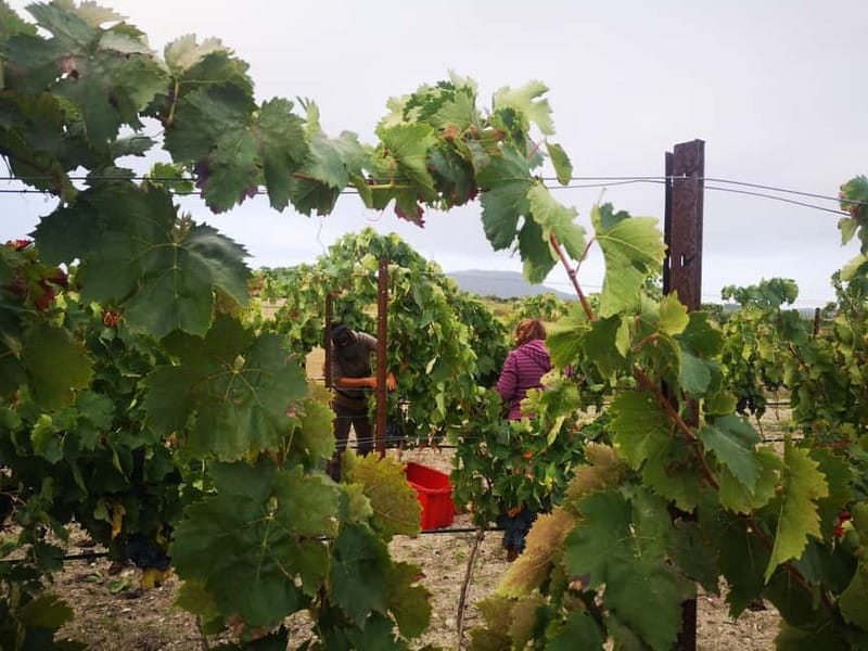 Binissalem: Individual vineyard tour and wine tasting in German - What the $29 price really buys you