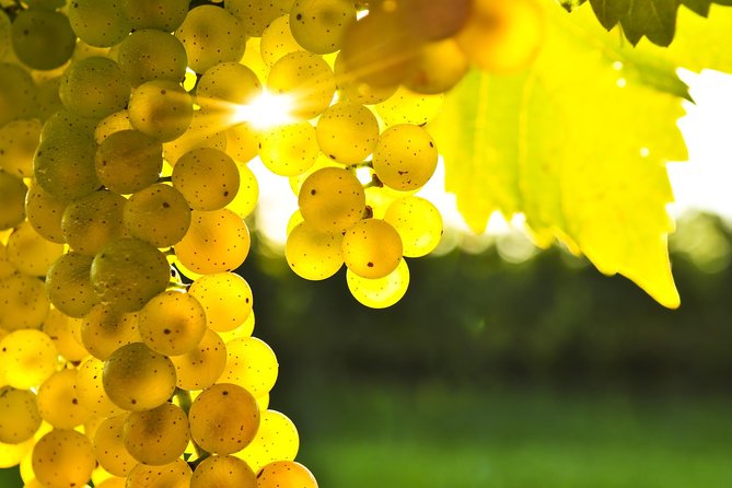 Blenheim Half day Wine Tour - Key points at a glance