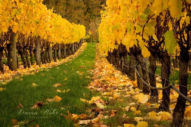 Blenheim Half day Wine Tour - Pickup in Blenheim and a comfortable five-hour pace
