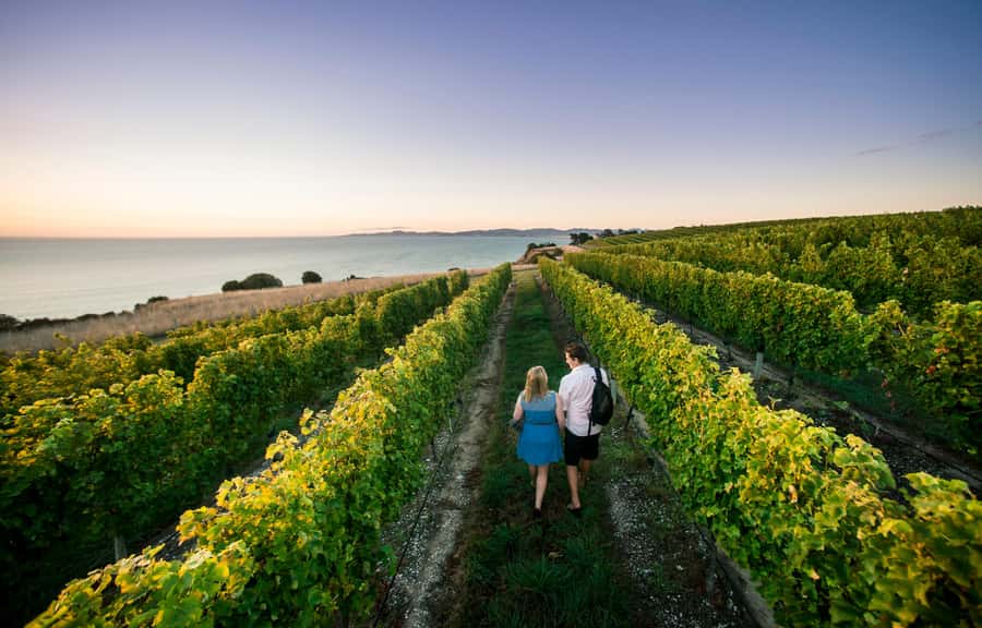 Blenheim/Renwick: Marlborough Half-Day Wine Tour with Lunch - The first vineyard: a scenic start
