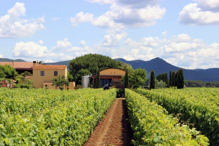 Bolgheri: Winery Tour with Wine Tasting - Getting there and planning the visit