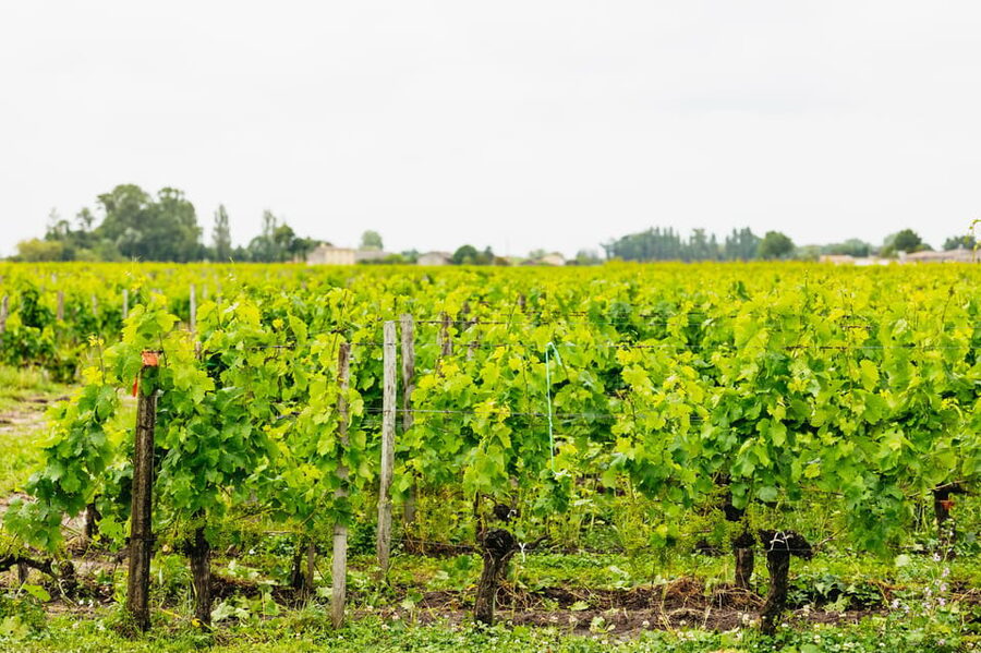 Bordeaux: St. Emilion Day Trip with Wine Tasting and Lunch - Who should book this Saint-Émilion outing?