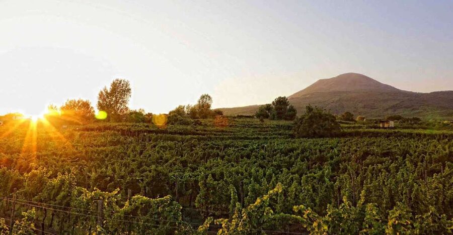 Boscotrecase: Vesuvius Wine Tasting Tour Lunch - Key points to know before booking