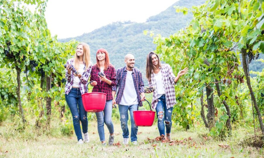 Boscotrecase: Vesuvius Wine Tasting Tour Lunch - Walking through the vineyards near Boscotrecase