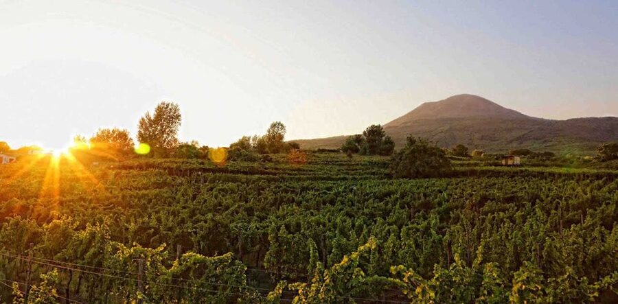 Boscotrecase: Vesuvius Wine Tasting Tour Lunch - Sitting down to a family meal