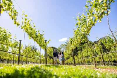 Tamborine Mountain Local Winery Tour with Lunch