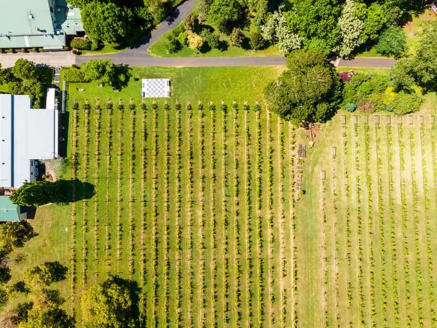 Brisbane: Tamborine Mountain Local Winery Tour with Lunch - Booking advice and small practical tips