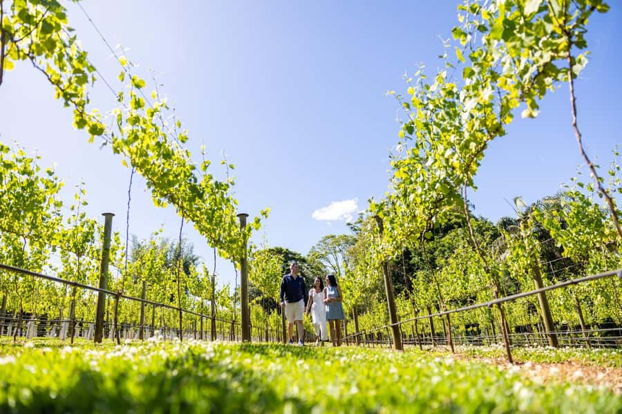 Brisbane: Tamborine Mountain Local Winery Tour with Lunch - Leaving Brisbane for Cedar Creek