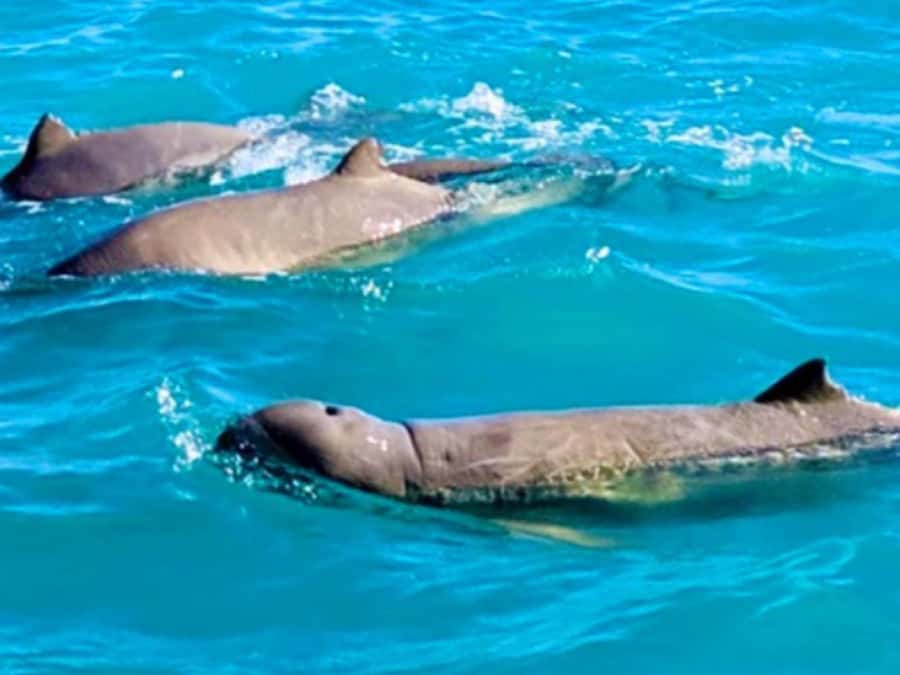 BROOME: SCENIC & PREHISTORIC CRUISE- Wine & Gourmet Platters - Why the dinosaur beach is the real highlight