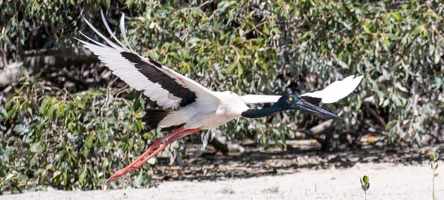 BROOME: SCENIC & PREHISTORIC CRUISE- Wine & Gourmet Platters - From Broome accommodation to Roebuck Bay
