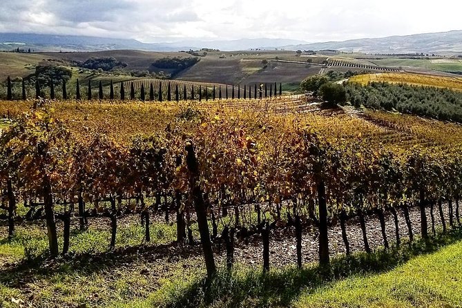 Brunello Wine Tour and Val D'Orcia Landscape - Why the private format matters