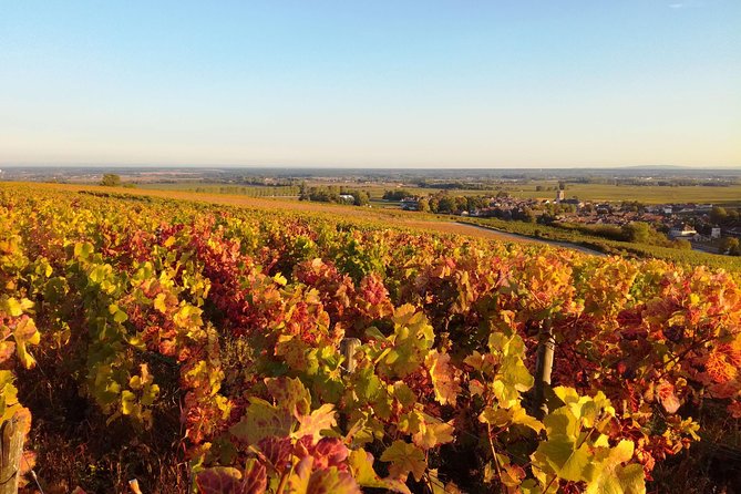 Burgundy Grand Crus Route Day Tour - 14 Wines Tastings in Domains - Tasting around Nuits-Saint-Georges
