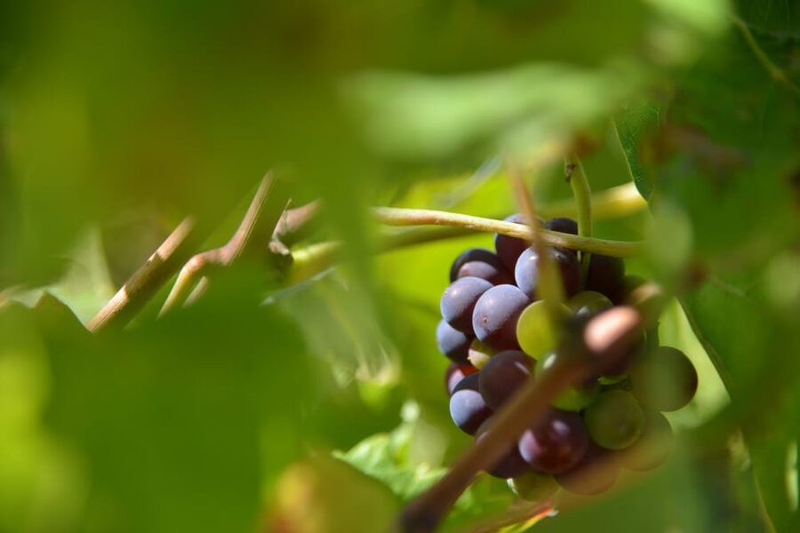Burgundy Wines Full-Day Tasting Tour from Dijon - Wandering the vineyards of the Côte de Nuits