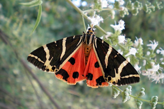 Butterfly Valley & Wine, Olive Oil, Honey Tasting Tour (Small Group) - What happens at the Bee Museum