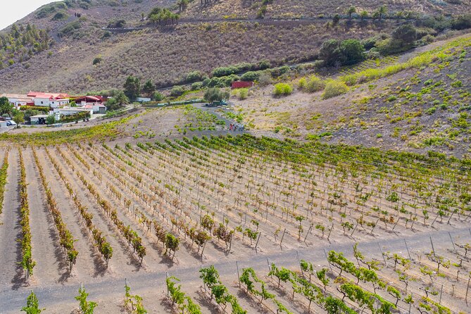 Canarian Wine Experience at Bodega los Lirios - Key points to know