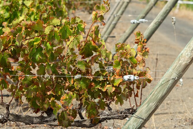 Canarian Wine Experience at Bodega los Lirios - Planning the noon visit