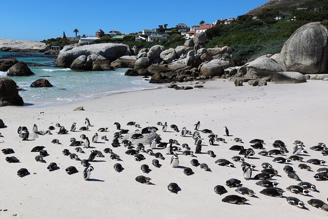 Cape Town: Cape of Good Hope, Table Mountain & Wine Tasting Tour - Two hours at Cape Point Nature Reserve