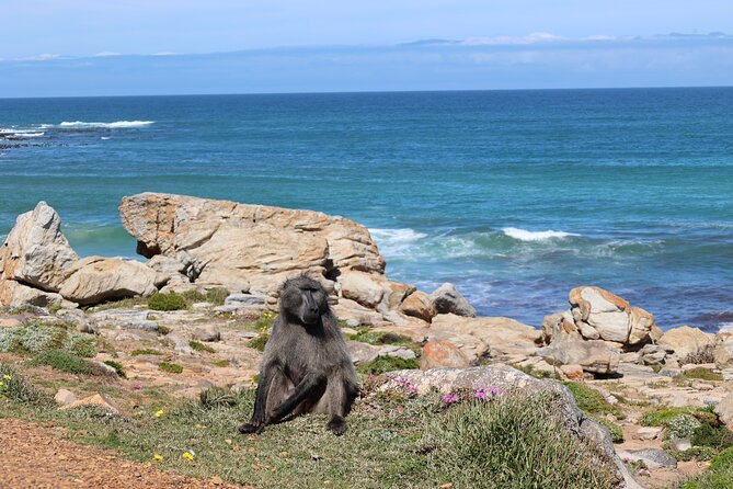 Cape Town: Cape of Good Hope, Table Mountain & Wine Tasting Tour - Wine tasting above Noordhoek
