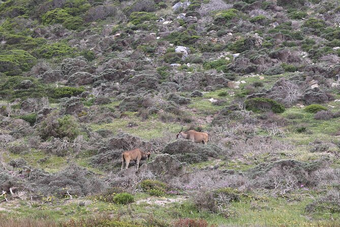 Cape Town: Cape of Good Hope, Table Mountain & Wine Tasting Tour - Chapmans Peak Drive and the Atlantic coast